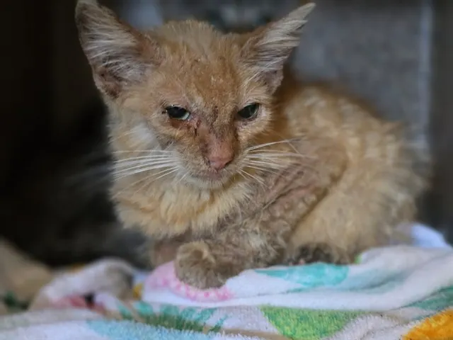 Adoptable Cat