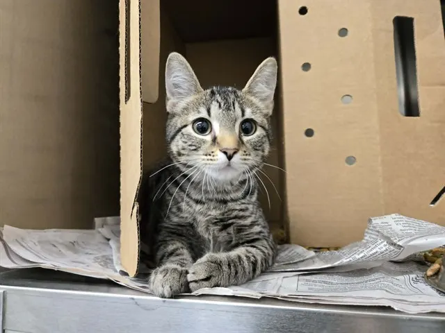 Mochi
