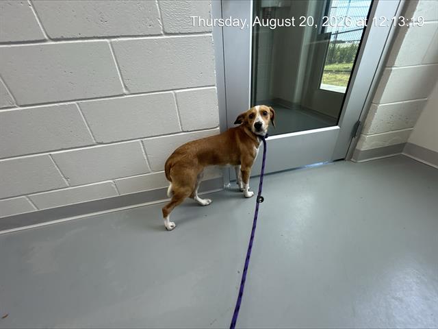Adoptable Dog
