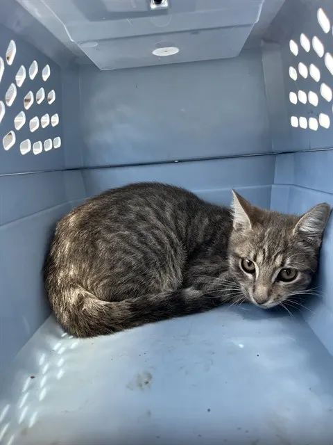 Adoptable Cat