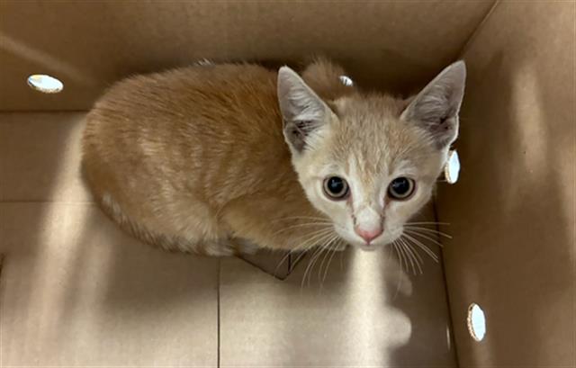 Adoptable Cat