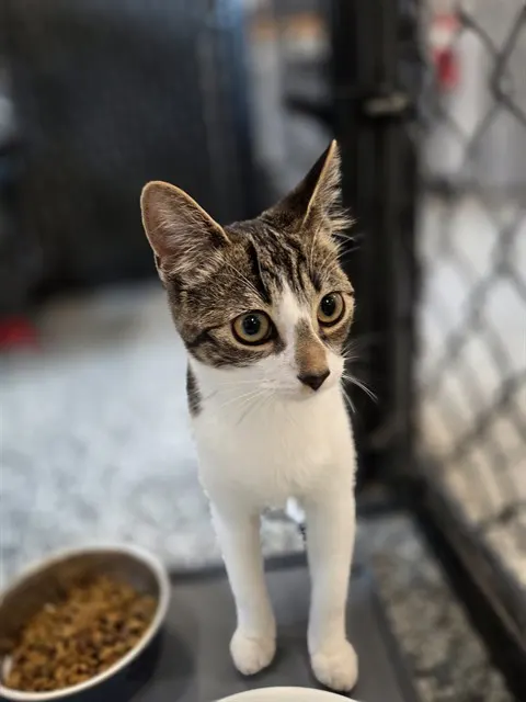Lulu