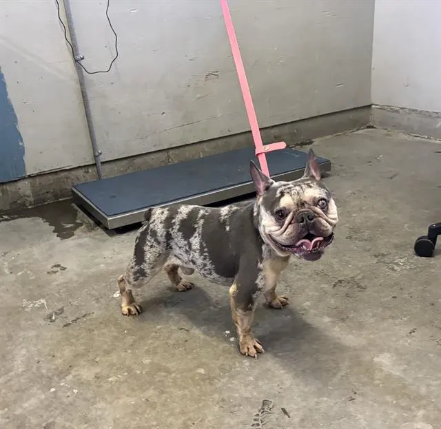 Adoptable Dog