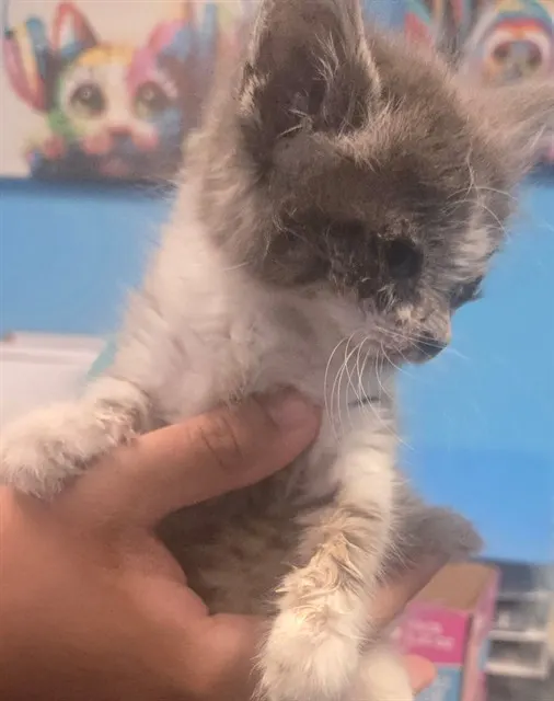 Adoptable Cat