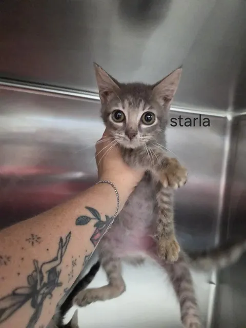 Starla