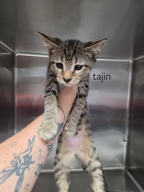 Tajin