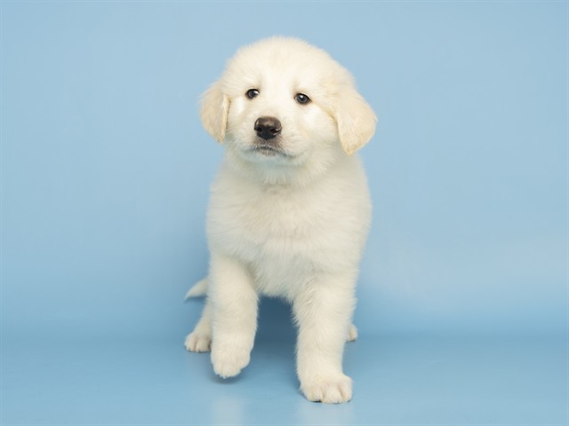 Teddy
