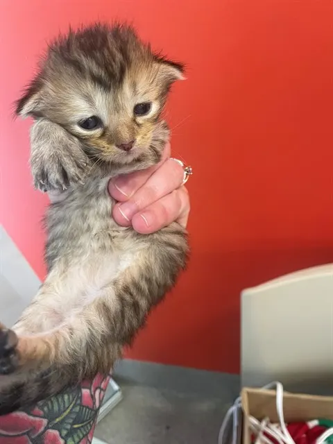 Adoptable Cat