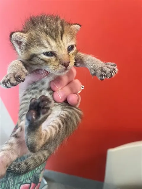 Adoptable Cat