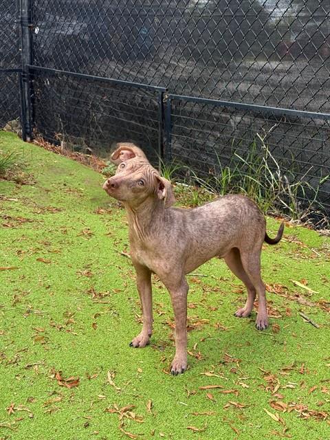 Dobey