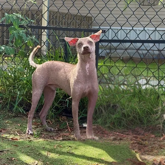 Mango