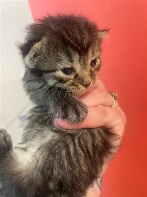 Adoptable Cat