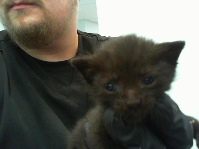 Adoptable Cat