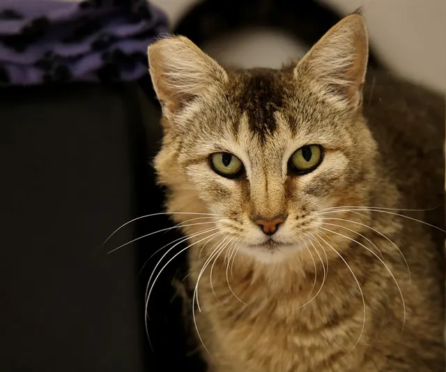 Matilda