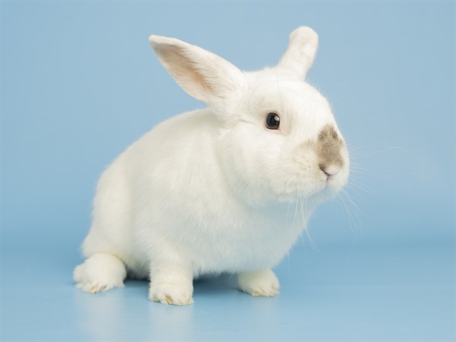 Casper