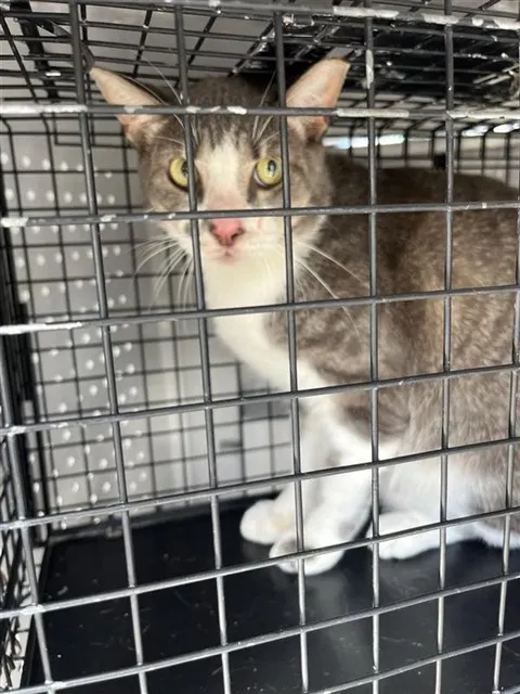 Adoptable Cat