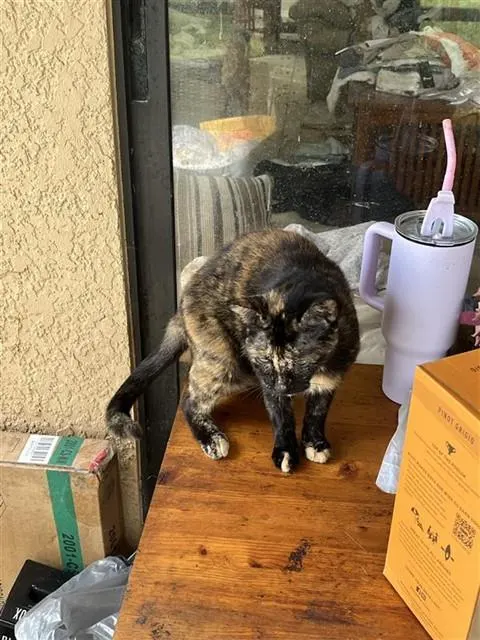 Adoptable Cat