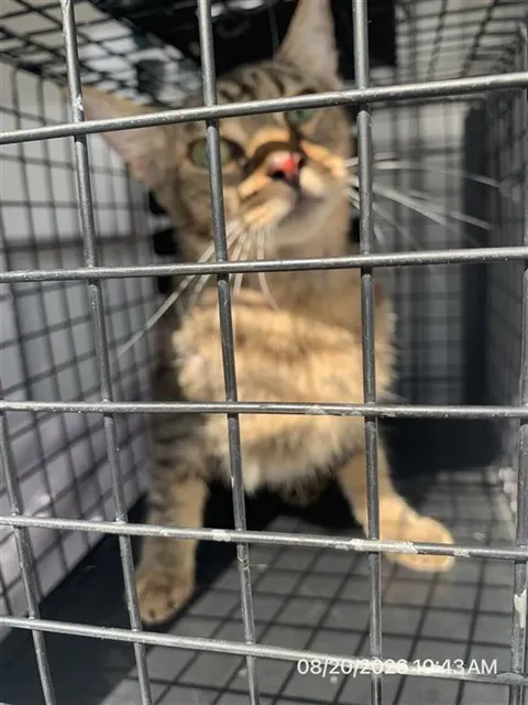 Adoptable Cat