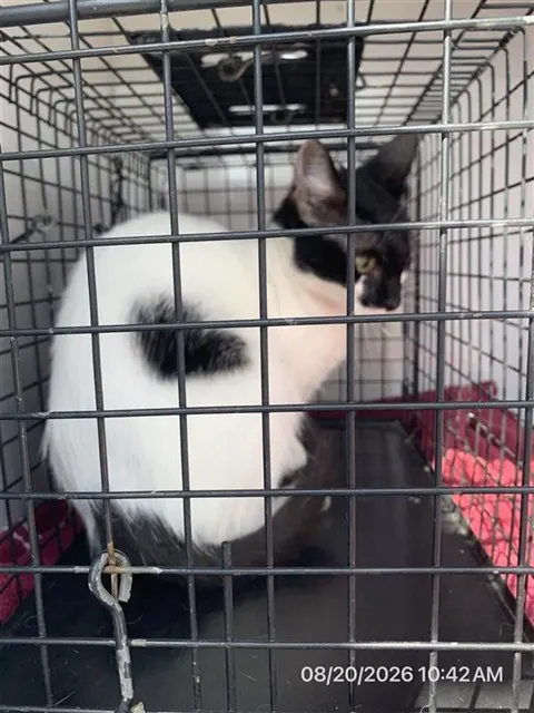 Adoptable Cat