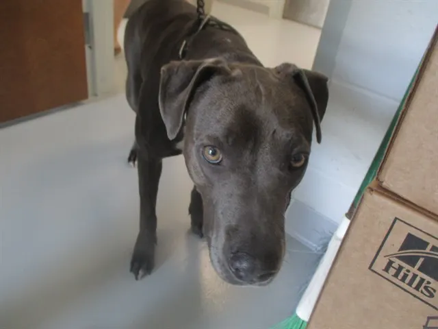 Adoptable Dog