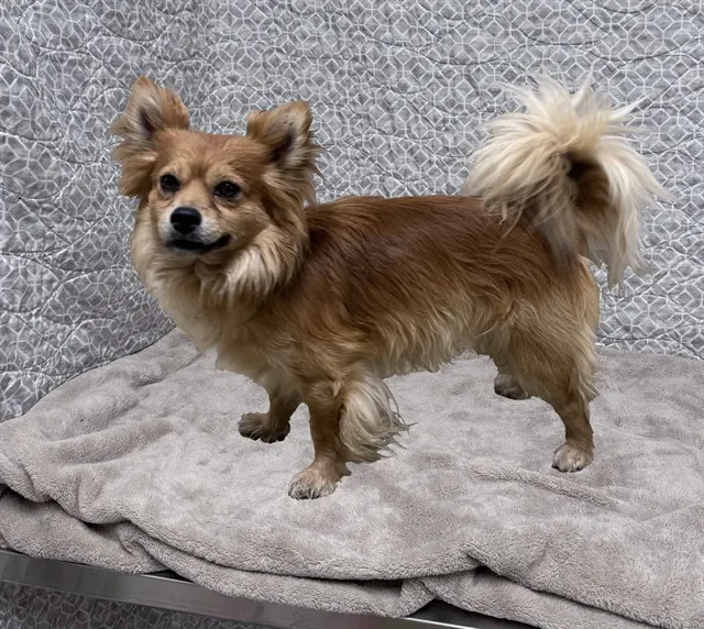 Sammy