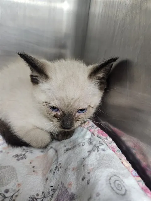Adoptable Cat