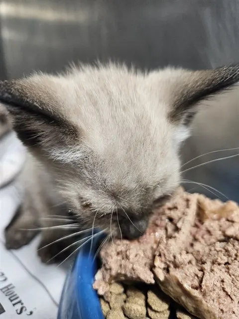 Adoptable Cat