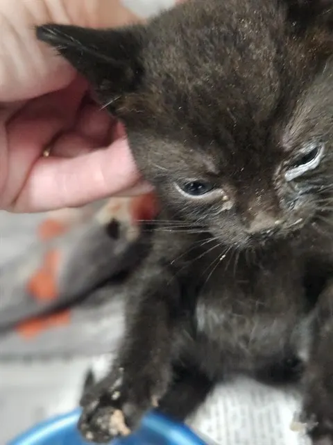 Adoptable Cat