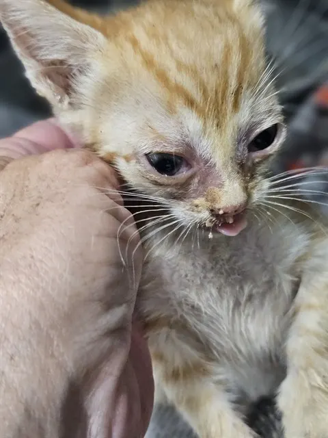 Adoptable Cat