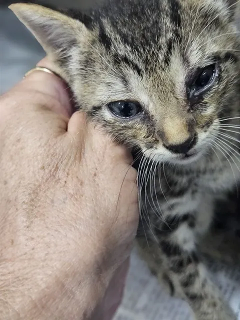 Adoptable Cat