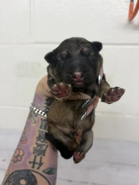 Adoptable Dog