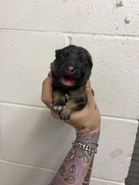 Adoptable Dog