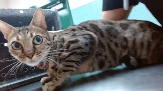 Adoptable Cat