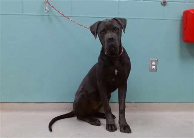 Adoptable Dog