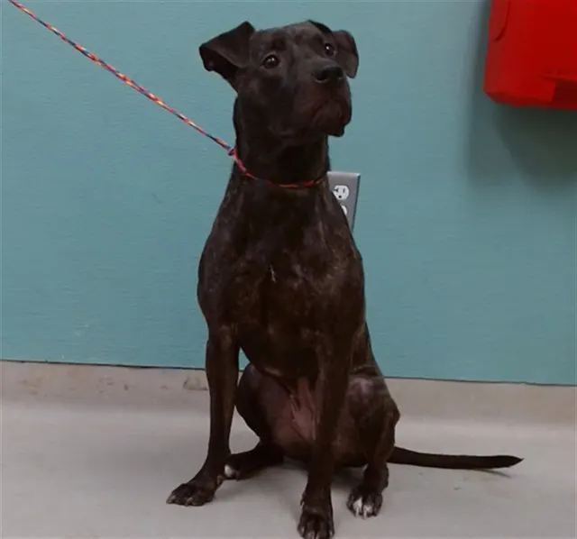 Adoptable Dog