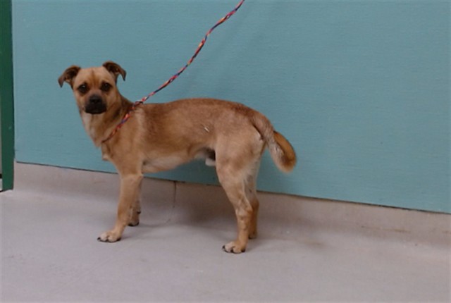Adoptable Dog