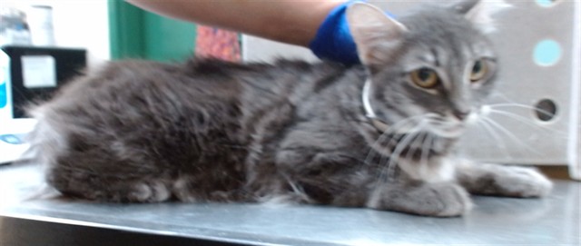 Adoptable Cat