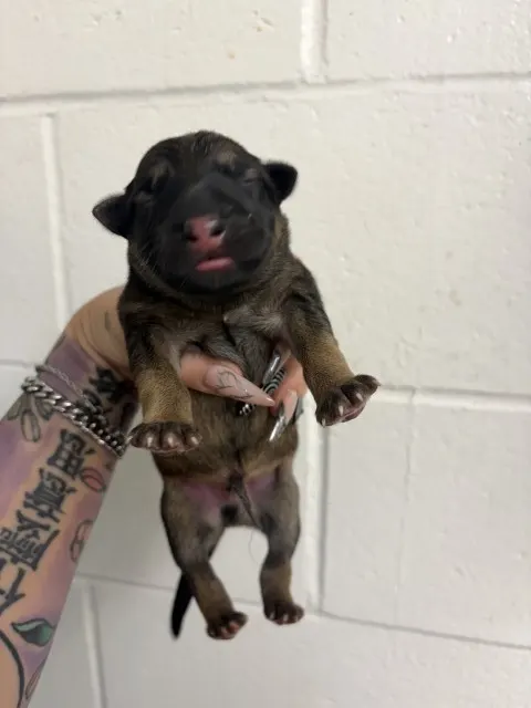 Adoptable Dog