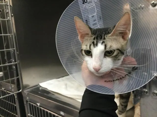 Adoptable Cat