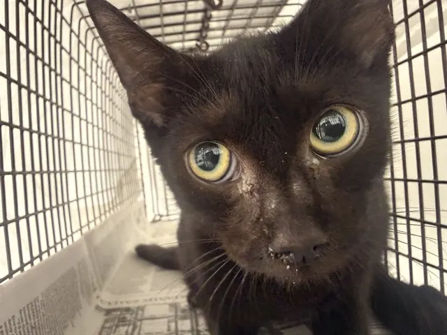 Adoptable Cat