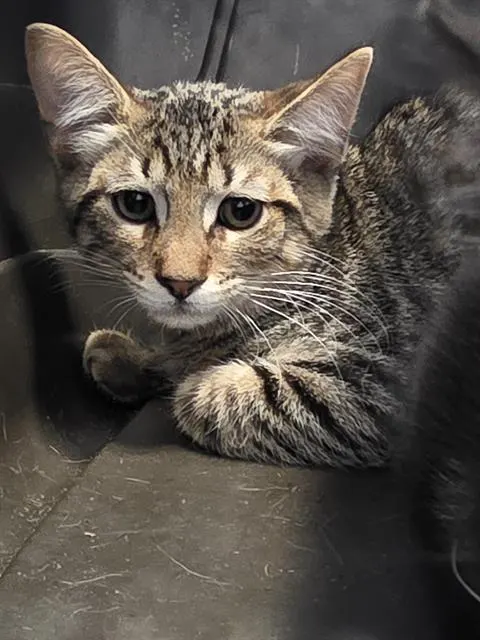 Adoptable Cat