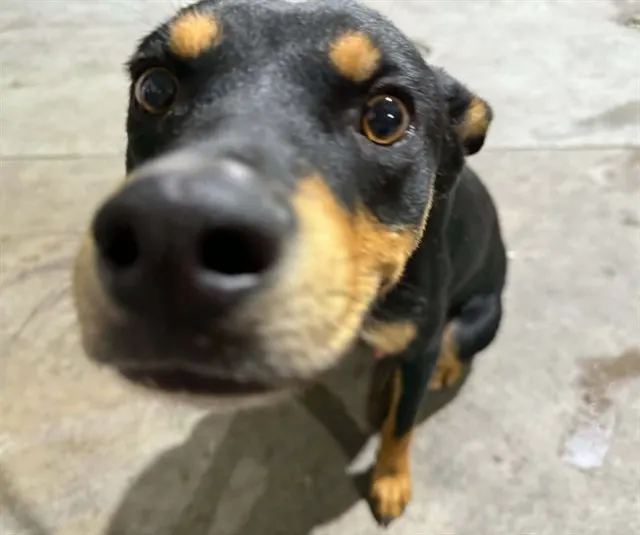 Nico
