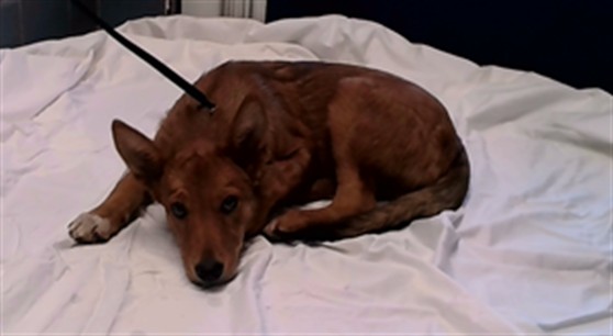 Boba