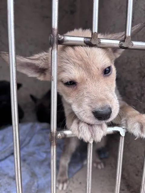 Adoptable Dog