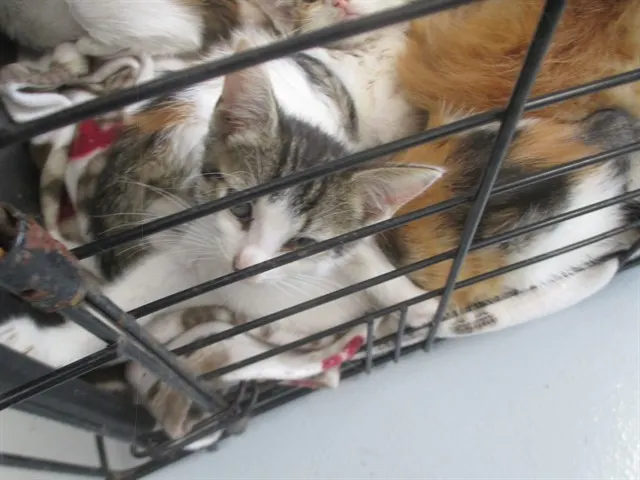 Adoptable Cat