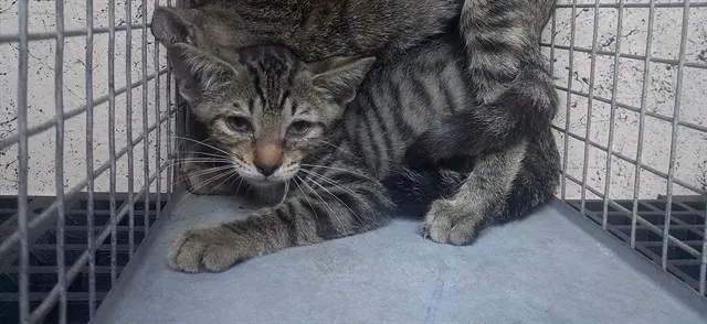 Adoptable Cat