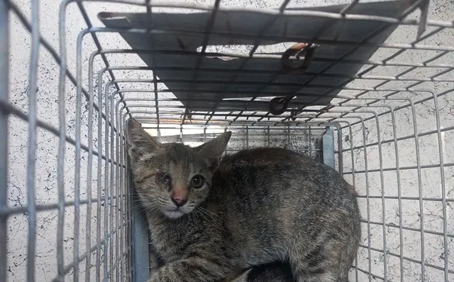 Adoptable Cat