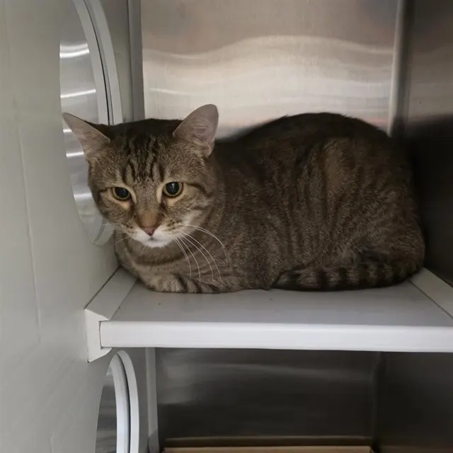 Luca