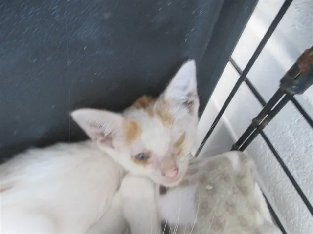 Adoptable Cat