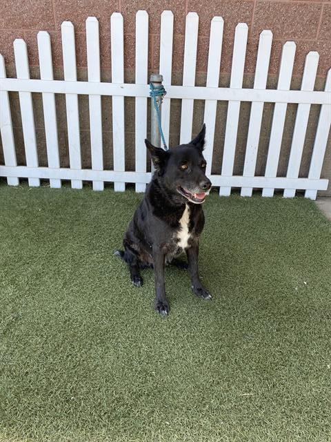Adoptable Dog